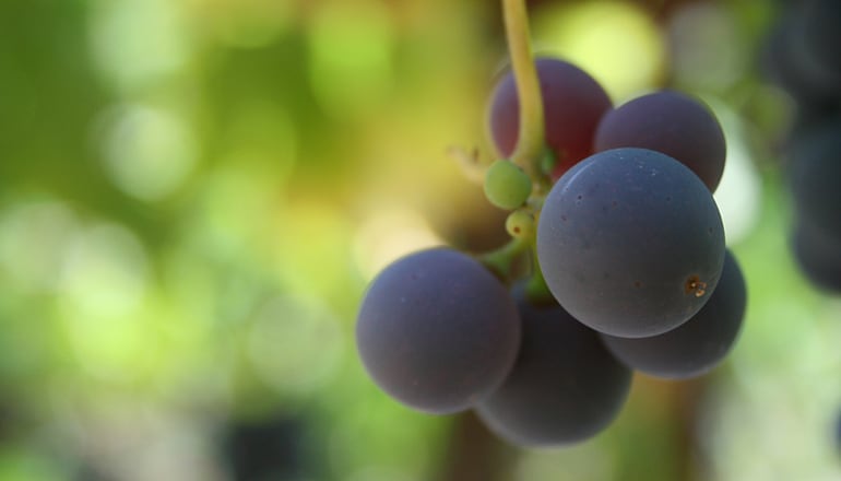 產量不到黑皮諾三分之一的葡萄品種 ?