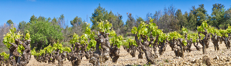 釀酒師心中的南法- 酒款故事與葡萄品種