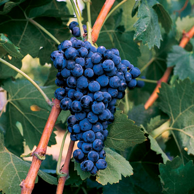 釀酒師心中的南法- 酒款故事與葡萄品種