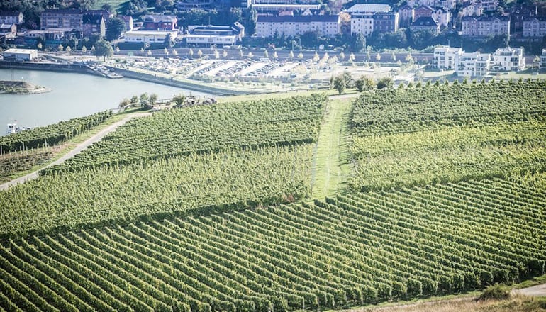 認識萊茵高（Rheingau）（下）-葡萄品種與推薦酒莊