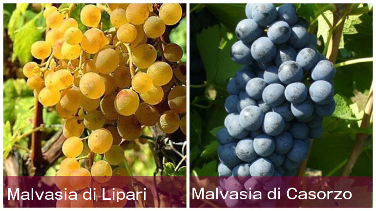 義大利葡萄品種 A 到 Z （Part 3）